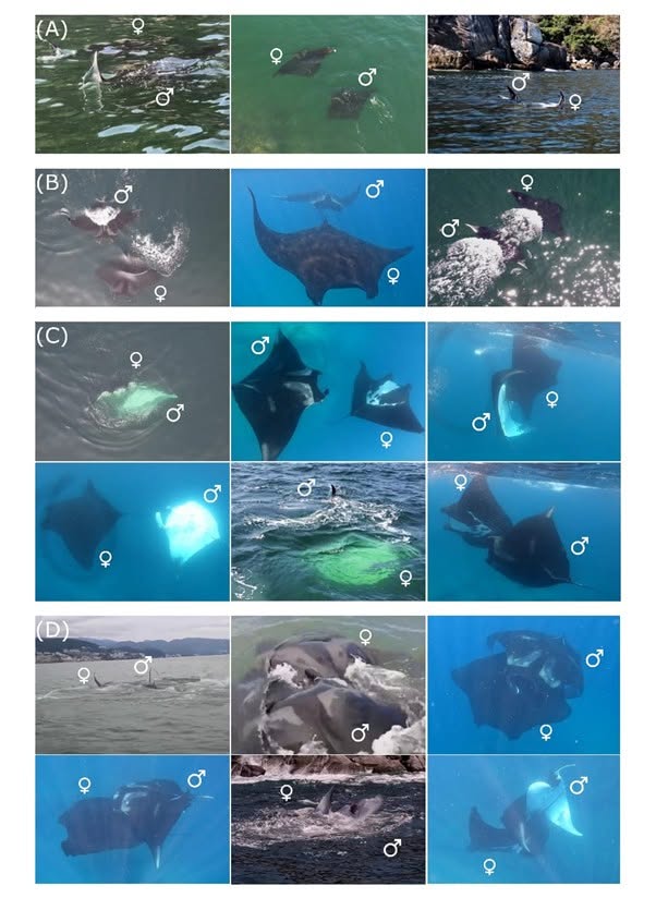 Fotografías correspondientes al sexo de mantas durante estudio